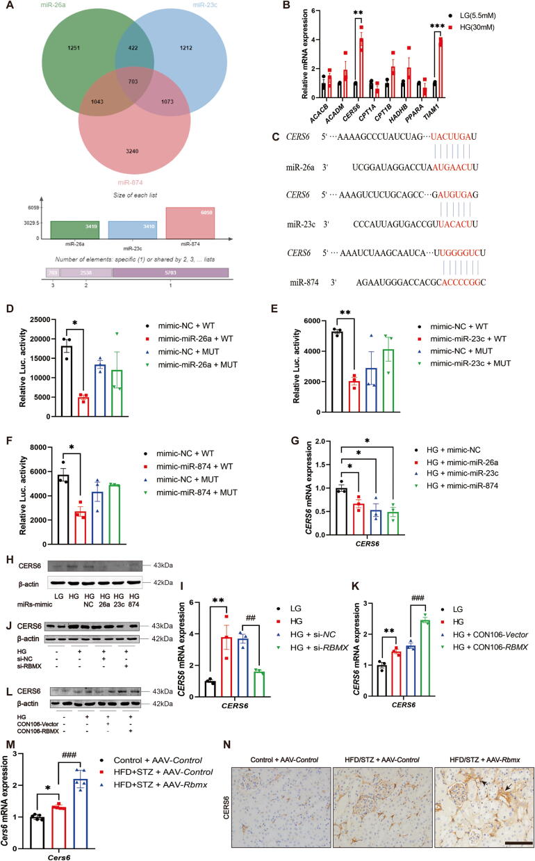 双荧光素酶报告基因检测