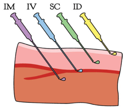解决长期给药难题：胶囊泵与清醒给药系统的革新突破