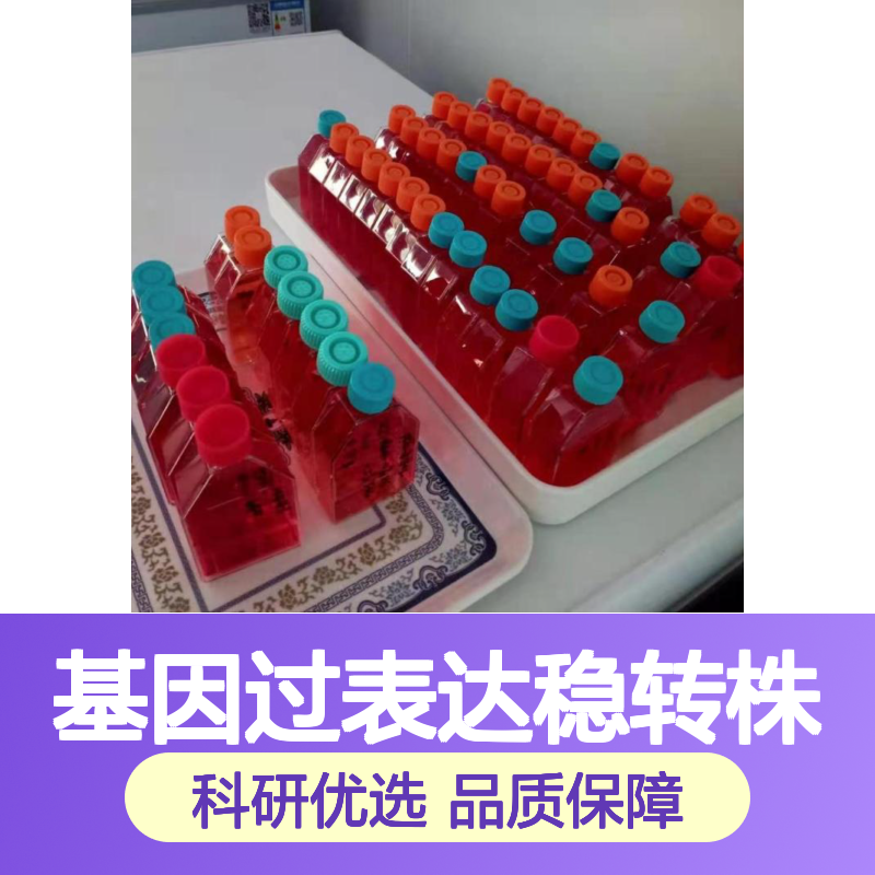 BICR31人舌鳞状细胞癌如何培养