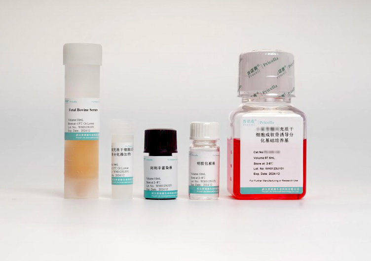 小鼠脂肪间充质干细胞成软骨诱导分化培养基：精准助力软骨研究