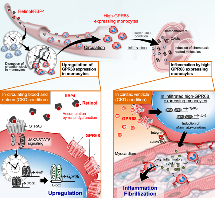 RBP4生物学功能全解析：从胰岛素抵抗到肾脏损伤的跨领域调控机制