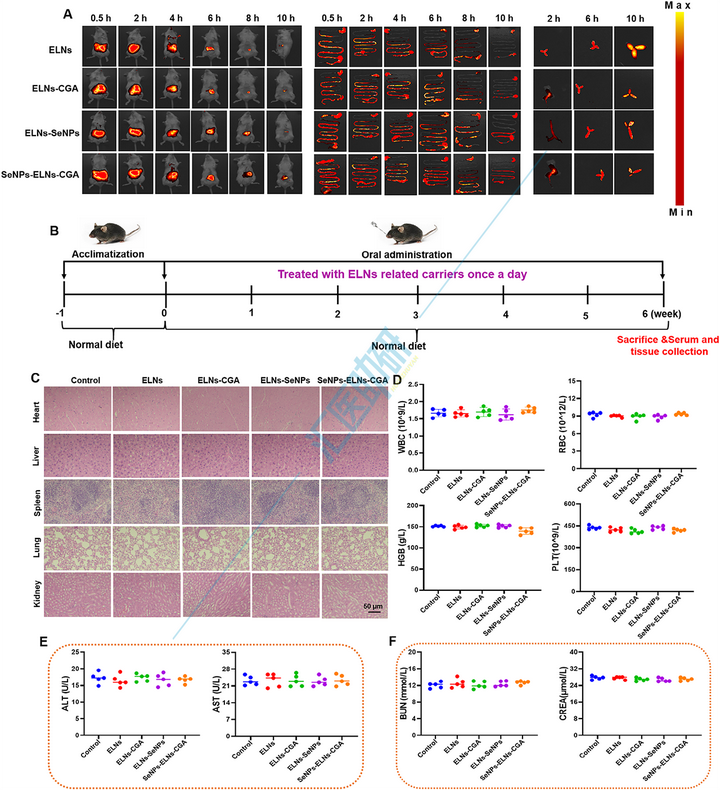 Small （IF=12.1）！中医药结合外泌体双热点，实验验证+肠道菌群+肝脏蛋白组学，双非大学在“药食同源”上打响高端局~
