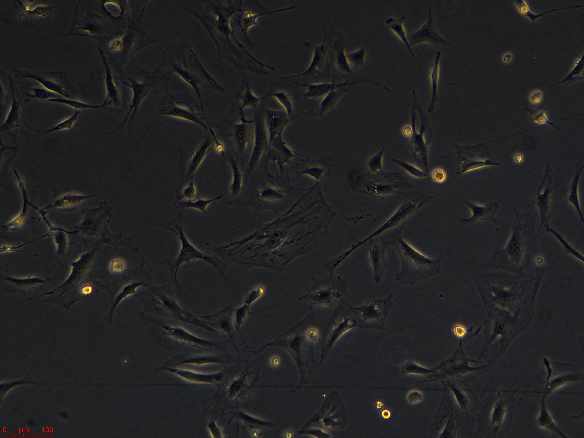 3T3-Swiss abino  高.jpg