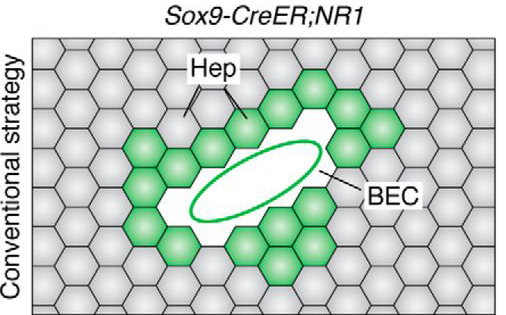 谱系示踪的难点——基因标记的异位表达如何避免？（中）