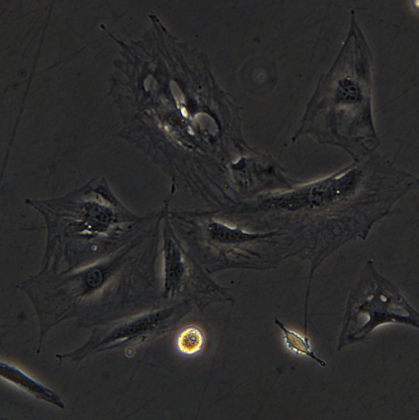 浙江美森-小鼠胚胎成纤维细胞 3T3-Swiss albino