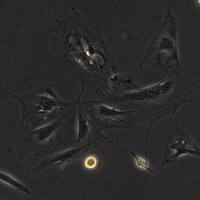 浙江美森-小鼠胚胎成纤维细胞 3T3-Swiss albino