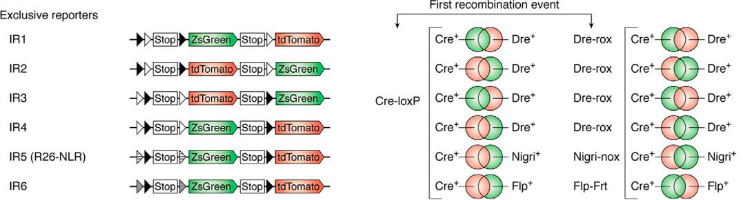 谱系示踪的难点——基因标记的异位表达如何避免？（中）