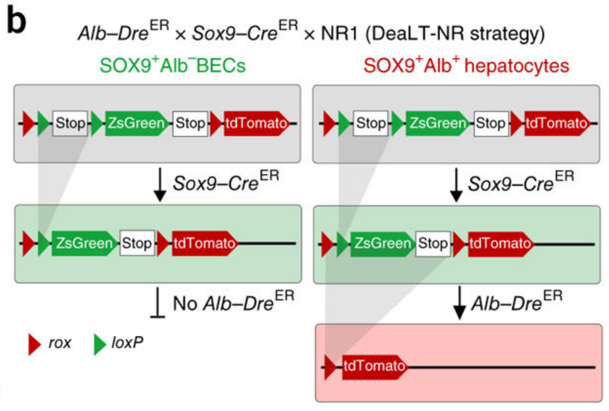 谱系示踪的难点——基因标记的异位表达如何避免？（中）