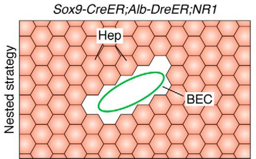 谱系示踪的难点——基因标记的异位表达如何避免？（中）