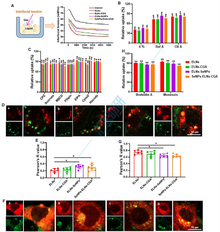 Small （IF=12.1）！中医药结合外泌体双热点，实验验证+肠道菌群+肝脏蛋白组学，双非大学在“药食同源”上打响高端局~