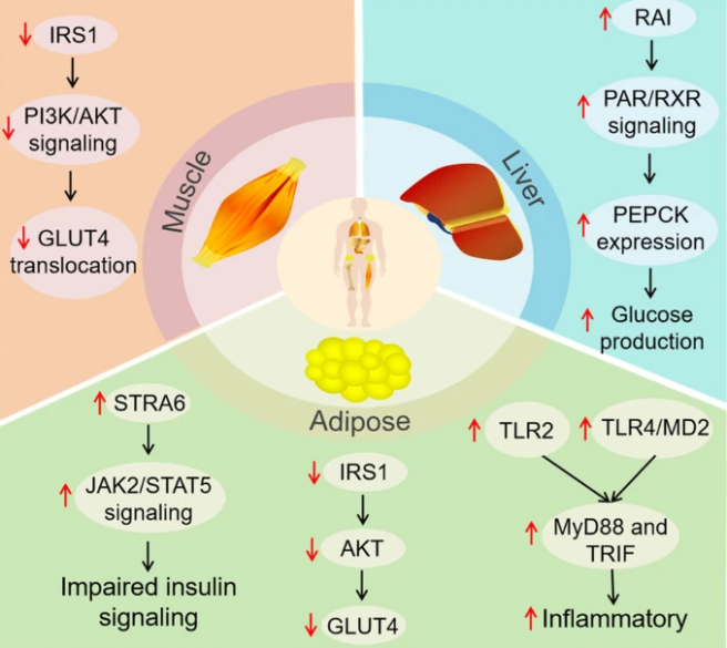RBP4生物学功能全解析：从胰岛素抵抗到肾脏损伤的跨领域调控机制