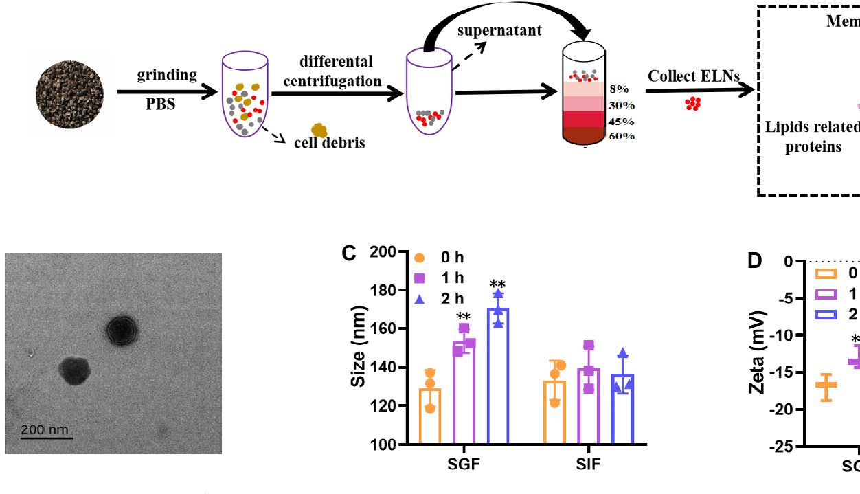 Small （IF=12.1）！中医药结合外泌体双热点，实验验证+肠道菌群+肝脏蛋白组学，双非大学在“药食同源”上打响高端局~