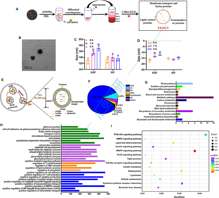 Small （IF=12.1）！中医药结合外泌体双热点，实验验证+肠道菌群+肝脏蛋白组学，双非大学在“药食同源”上打响高端局~
