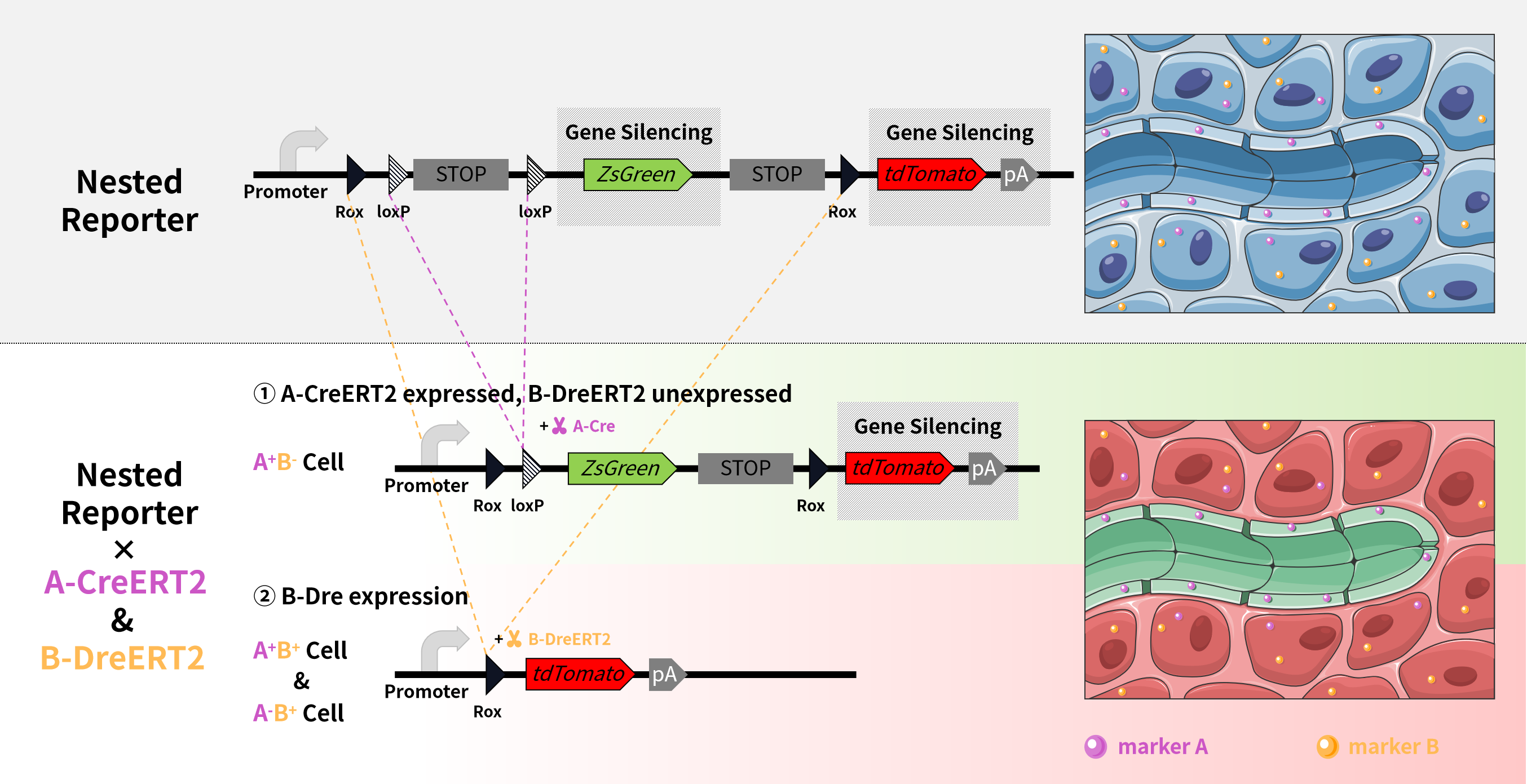 谱系示踪的难点——基因标记的异位表达如何避免？（中）