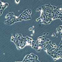 胰腺腺癌细胞 Panc04.03