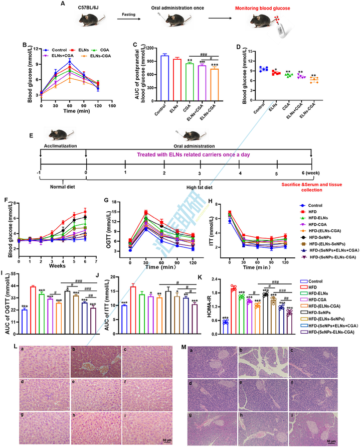 Small （IF=12.1）！中医药结合外泌体双热点，实验验证+肠道菌群+肝脏蛋白组学，双非大学在“药食同源”上打响高端局~