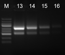 组织、细胞RNA提取试剂盒