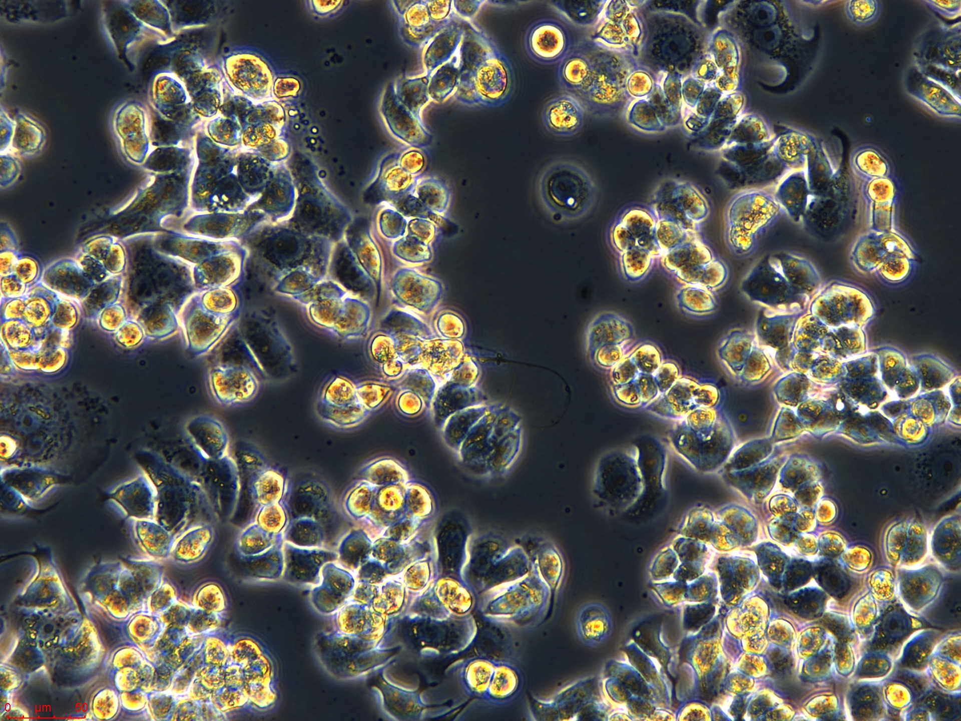 Project1001_AU565  20X_ch00.jpg