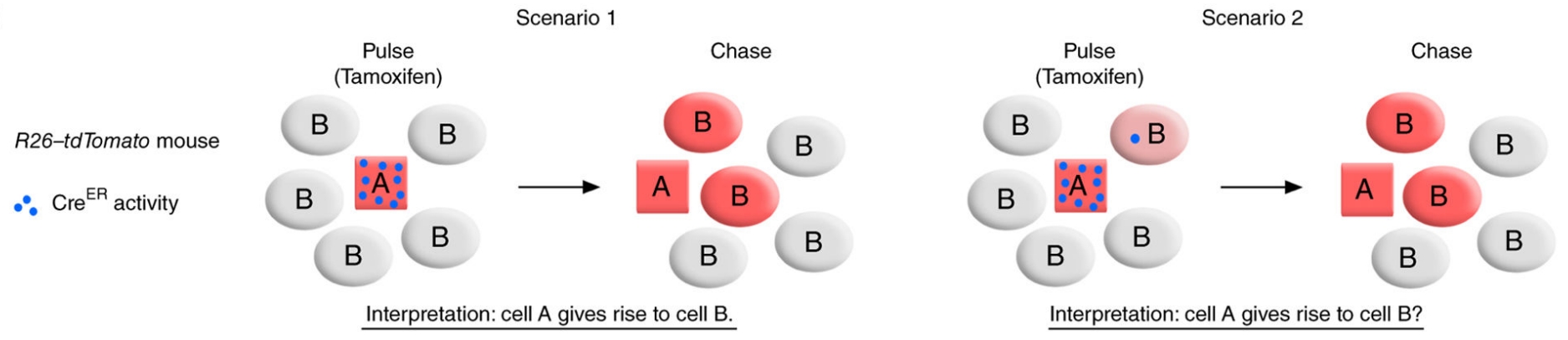 谱系示踪的难点——基因标记的异位表达如何避免？（中）