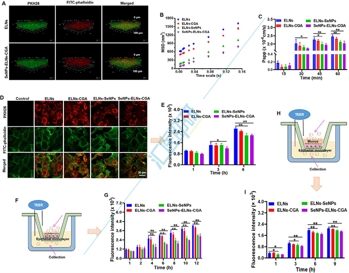 Small （IF=12.1）！中医药结合外泌体双热点，实验验证+肠道菌群+肝脏蛋白组学，双非大学在“药食同源”上打响高端局~