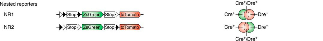 谱系示踪的难点——基因标记的异位表达如何避免？（中）