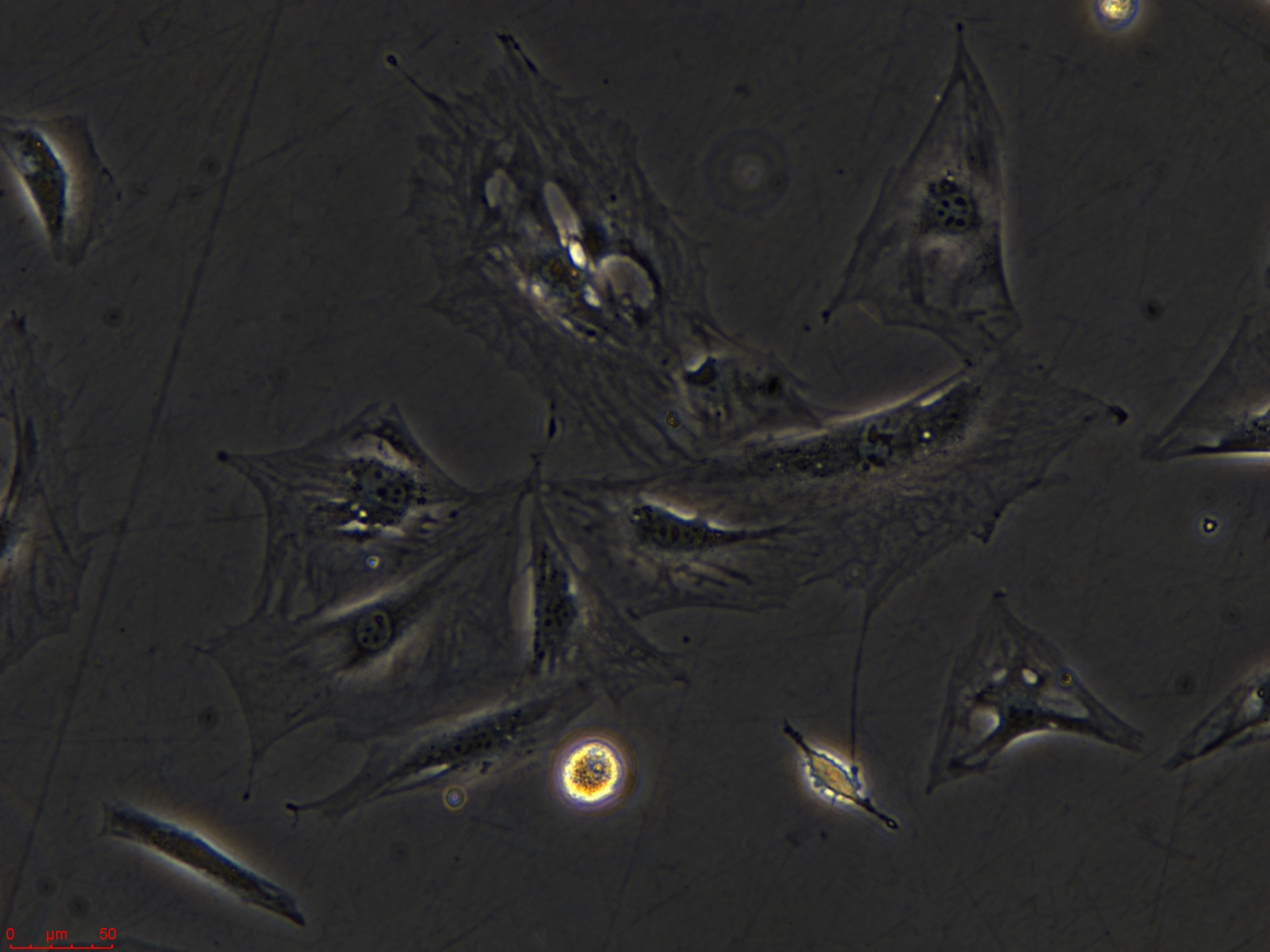 3T3-Swiss albino  低.jpg