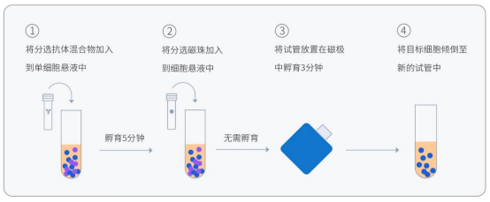 CD138分选磁珠（抗人） CS1005-1