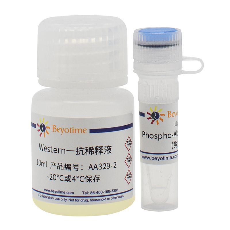 Phospho-Akt(Ser473)抗体(兔多抗)