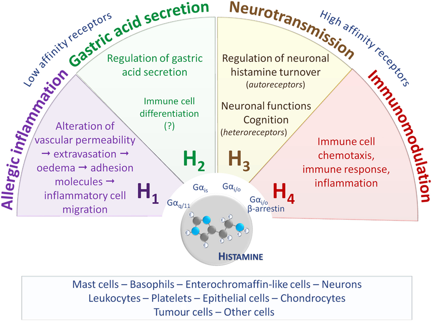 H1R：过敏与免疫治疗的潜在靶点