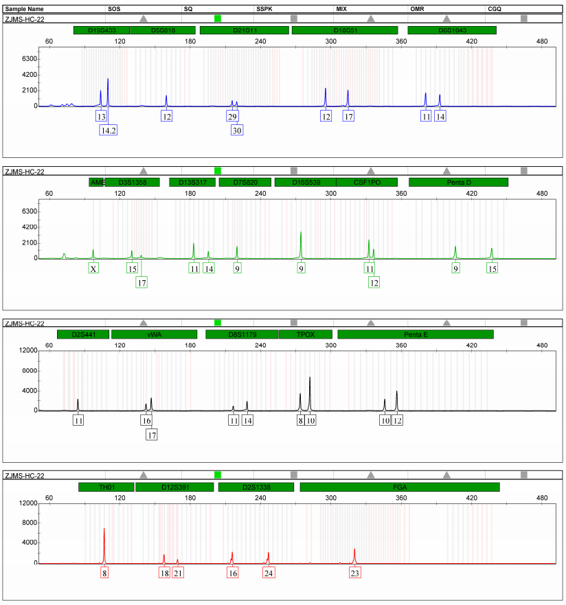 浙江美森-人恶性黑色素瘤细胞 A-375