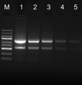微量细胞RNA提取试剂盒