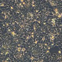 胰腺腺癌细胞 YAPC