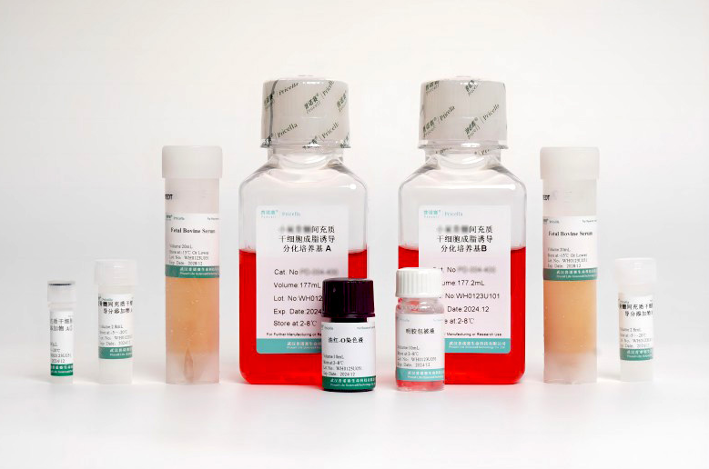 小鼠脂肪间充质干细胞成脂诱导分化培养基：开启细胞分化新征程