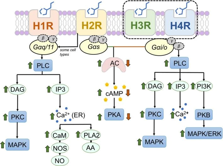H1R：过敏与免疫治疗的潜在靶点