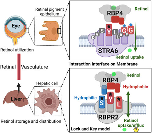 RBP4生物学功能全解析：从胰岛素抵抗到肾脏损伤的跨领域调控机制