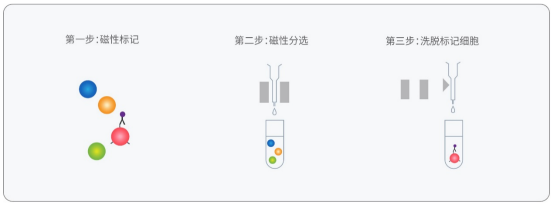 CD138分选磁珠（抗人） CS1005-1