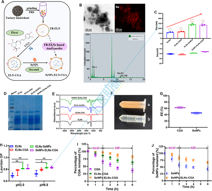 Small （IF=12.1）！中医药结合外泌体双热点，实验验证+肠道菌群+肝脏蛋白组学，双非大学在“药食同源”上打响高端局~