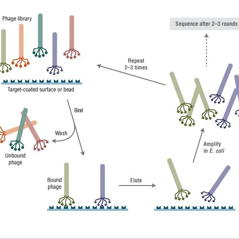 Ph.D™.-12 噬菌体展示肽库试剂盒 v2