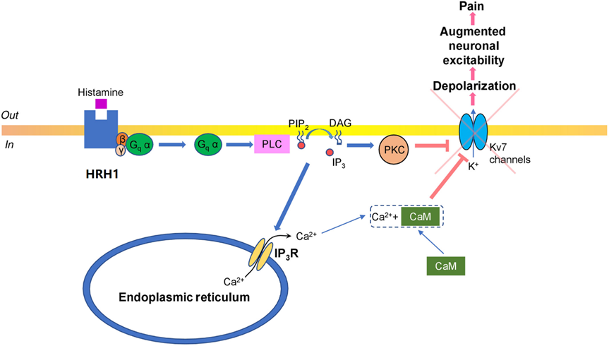 H1R：过敏与免疫治疗的潜在靶点
