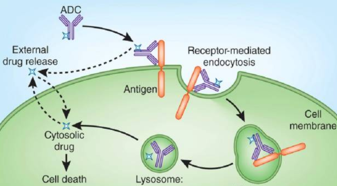 抗体偶联药物(ADCs)的原理、关键影响因素及临床应用进展