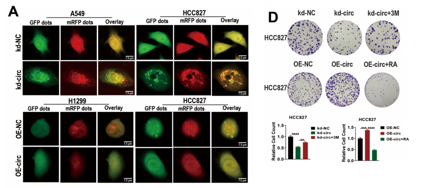 分子探针与表观遗传学研究好文分享：M6A甲基化circRAPGEF5通过IGF2BP2/NUP160介导的自噬抑制驱动肺腺癌进展与转移