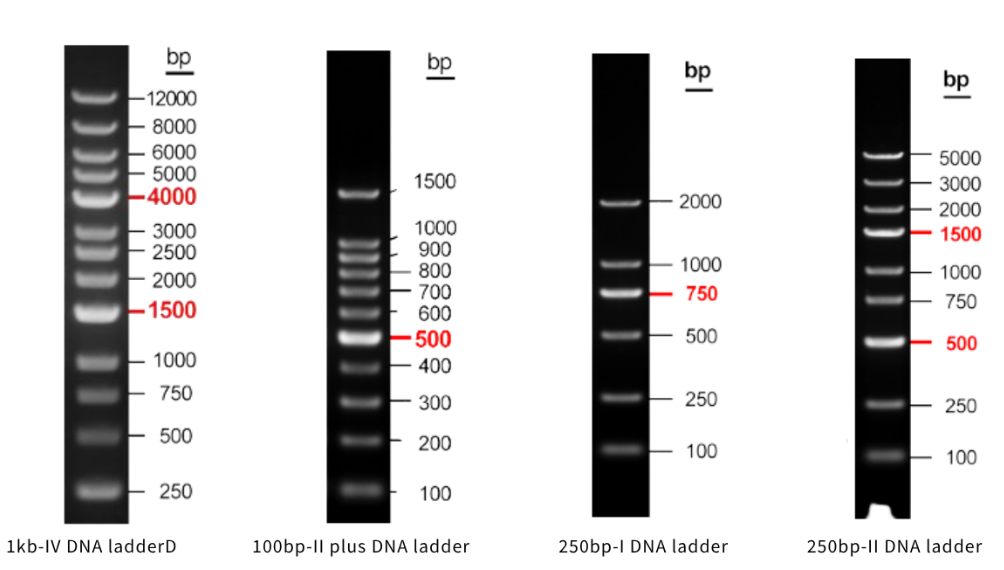 【试用装】核酸电泳试剂 DNA Ladder