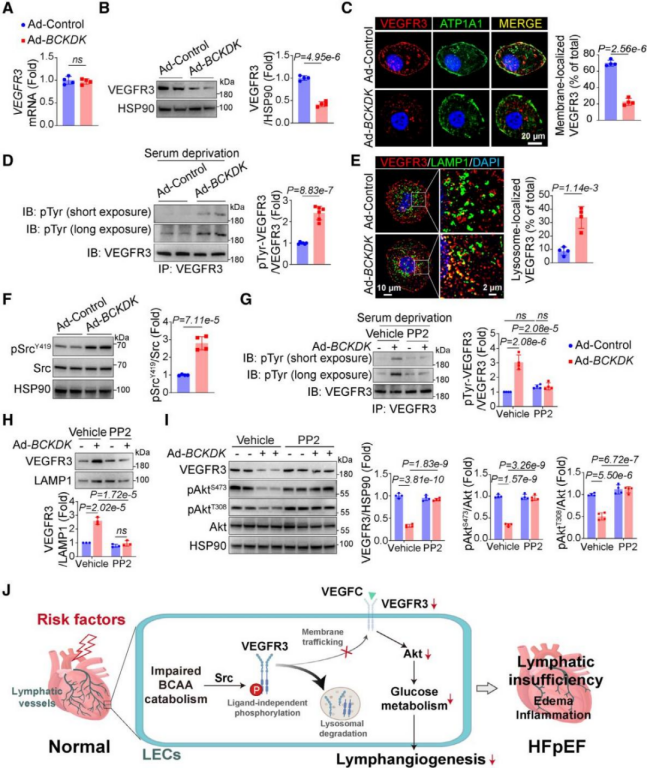 客户文章（IF=35.5）丨突破性发现！心脏淋巴管代谢异常竟是心力衰竭的 “隐形推手”