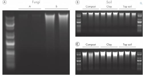 Qiagen 47014/47016强力土壤DNA提取试剂盒