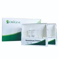 FGF2 Human Recombinant Protein