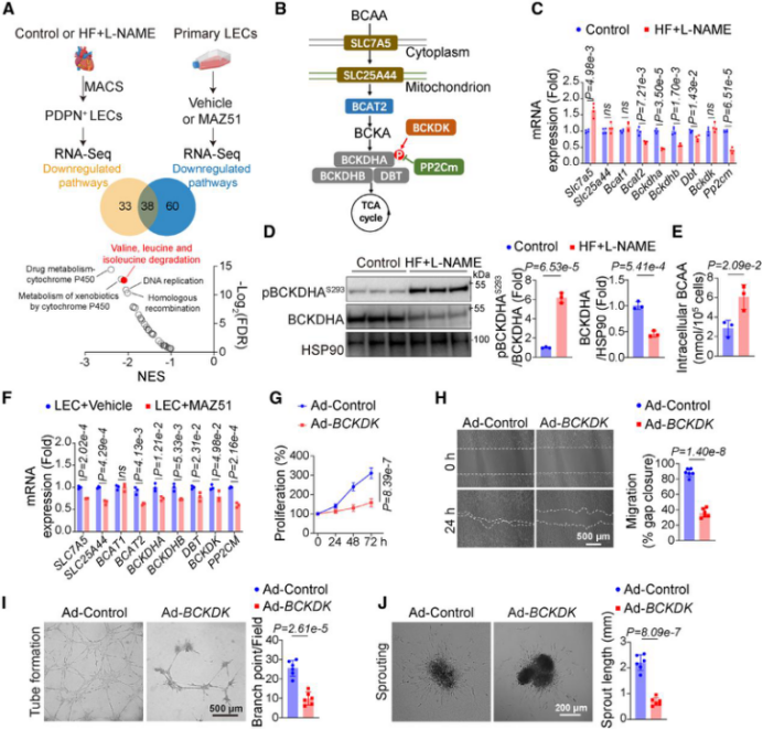 客户文章（IF=35.5）丨突破性发现！心脏淋巴管代谢异常竟是心力衰竭的 “隐形推手”