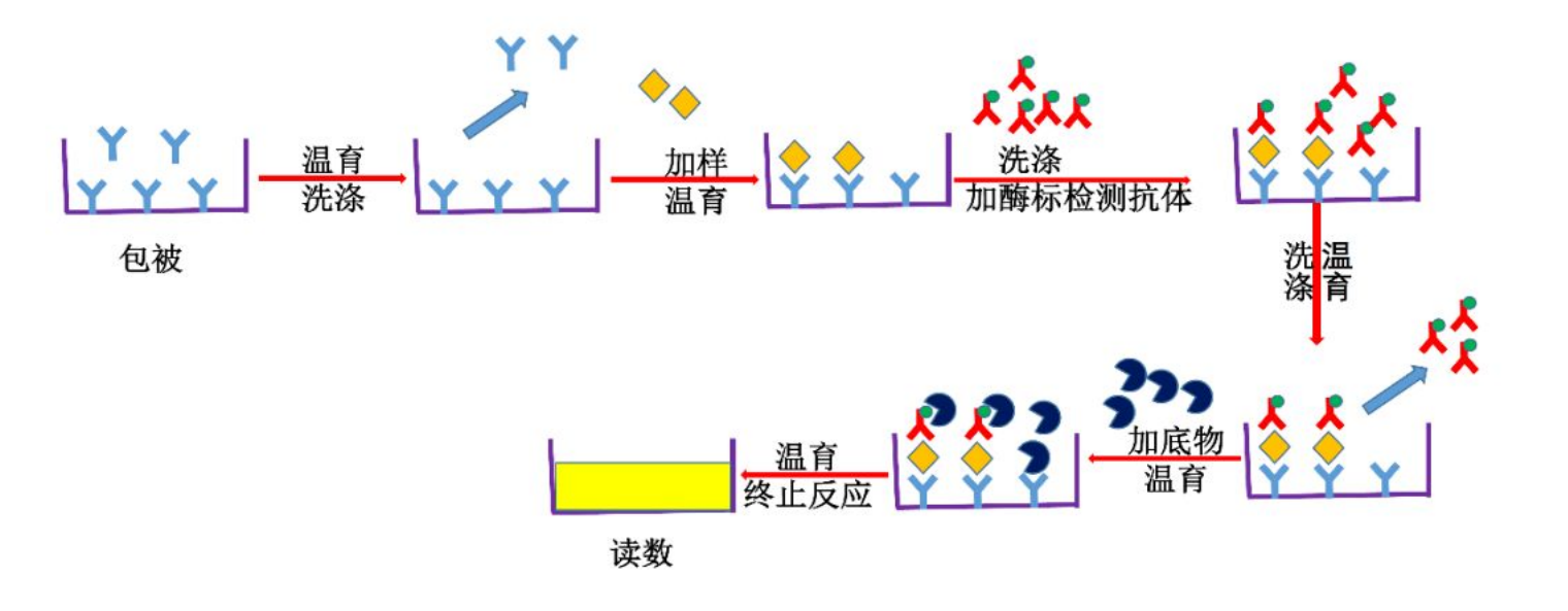 T7 RNA Polymerase定量检测试剂盒(酶联免疫法