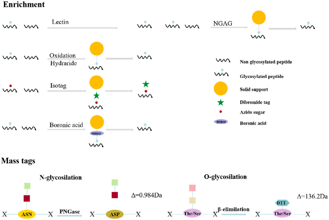 结直肠癌中翻译后修饰蛋白组学：新生标志物发现