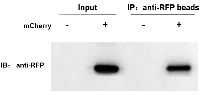 辉骏生物 Anti-RFP纳米抗体磁珠生产商价格低-无轻重链污染.jpg