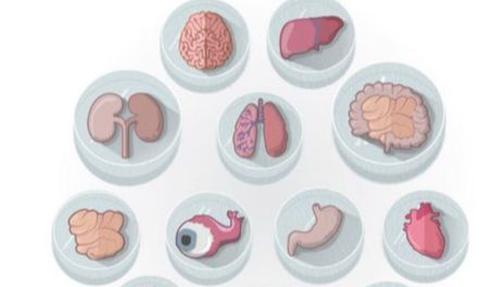 类器官常用小分子全体集结！